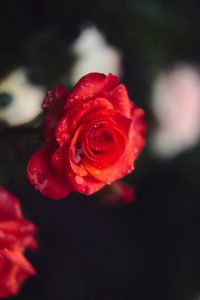 antonello di bella - anniversario